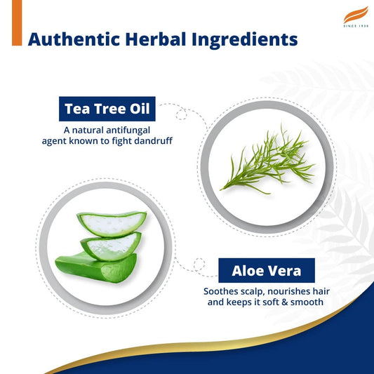Anti-dandruff tea tree shampoo ingredient infographic with tea tree oil and aloe vera